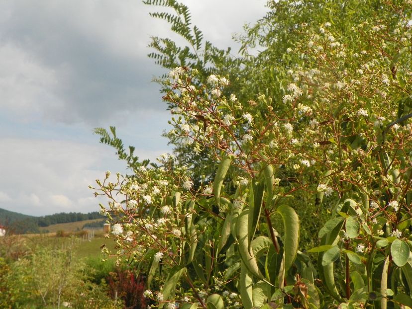 heptacodium miconioides - Dobarland 2019 4