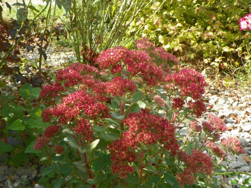 sedum Carl - Dobarland 2019 4