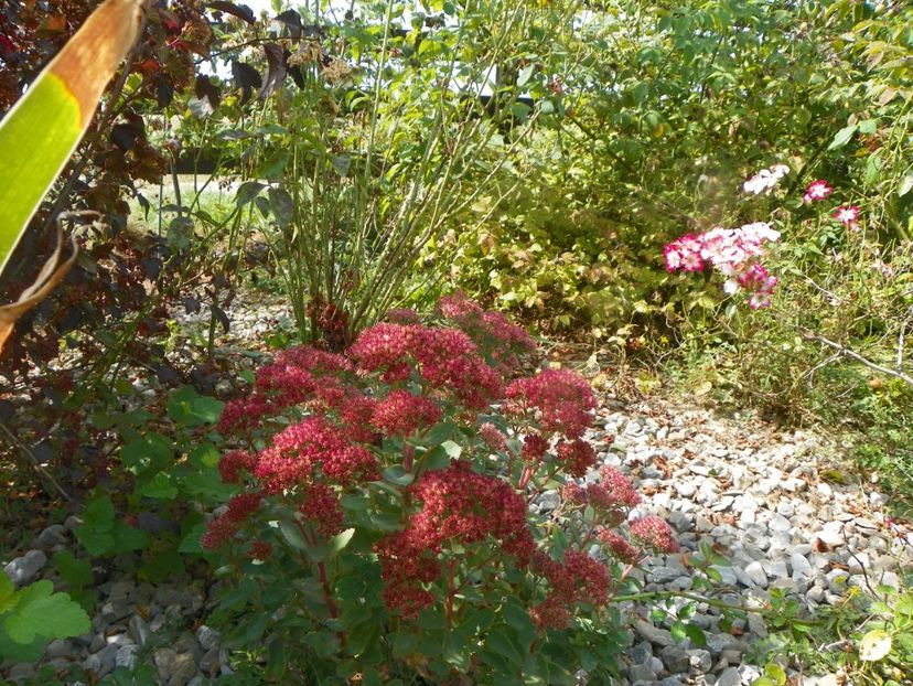 sedum Carl - Dobarland 2019 4