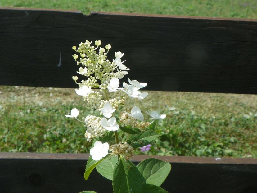 hydrangea pan. Tardiva - Dobarland 2019 4