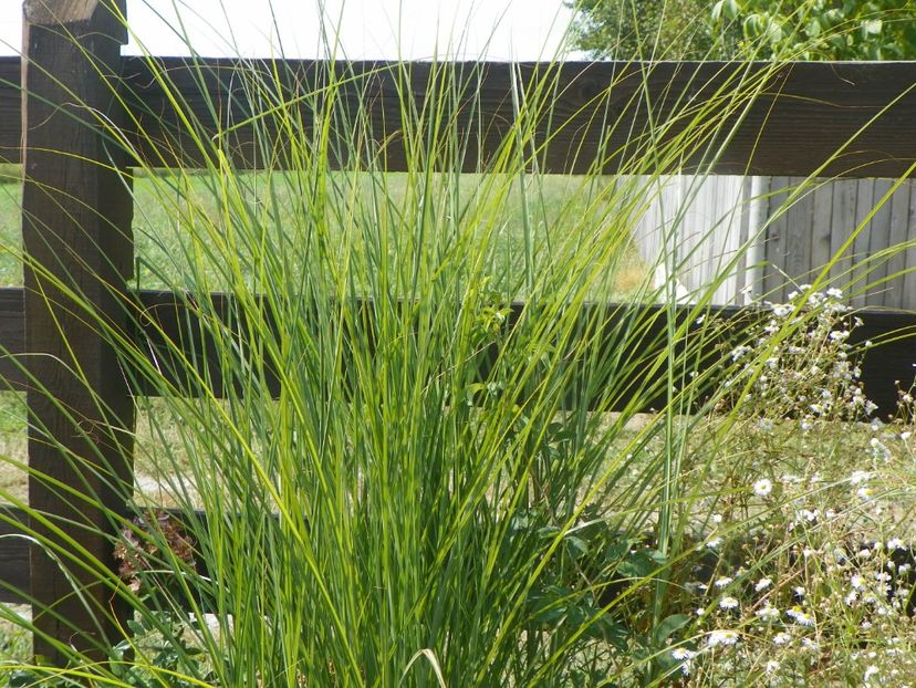 miscanthus sinensis - Dobarland 2019 4