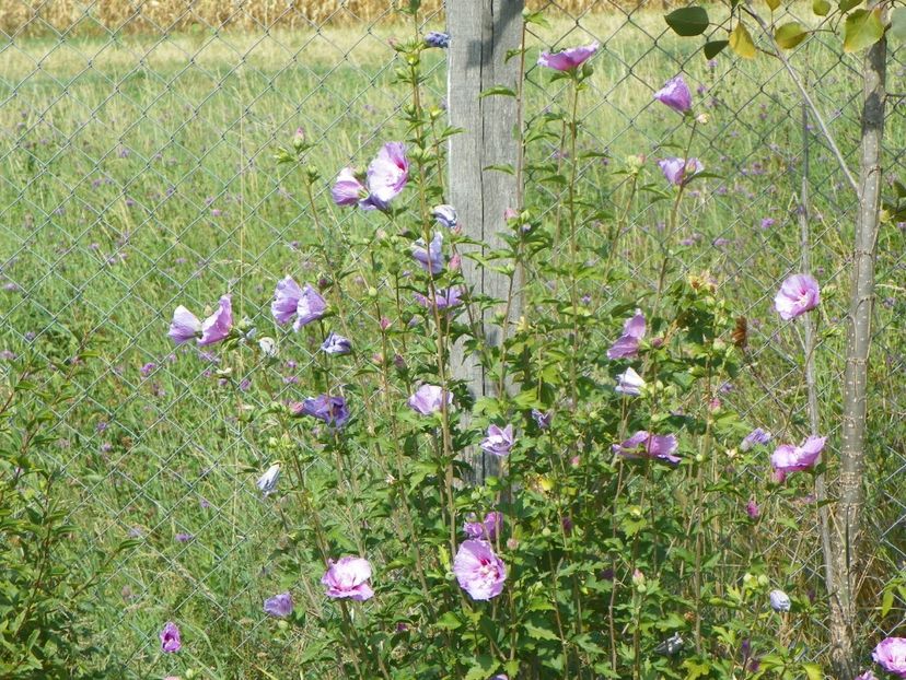 hibiscus syriacus Lavender Chiffon - Dobarland 2019 4