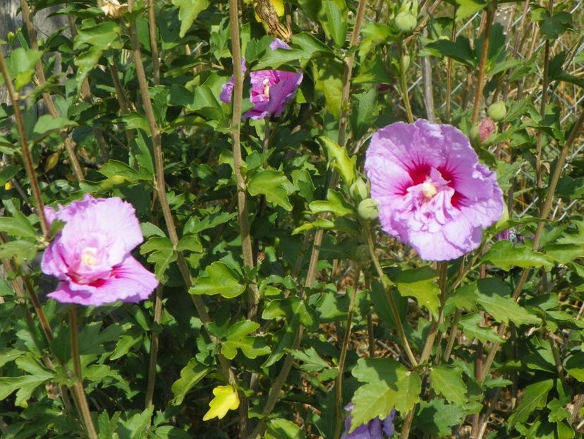 hibiscus syriacus Lavender Chiffon - Dobarland 2019 4