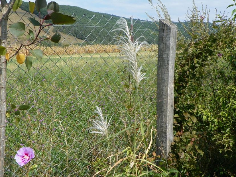 miscanthus sinensis Memory - Dobarland 2019 4