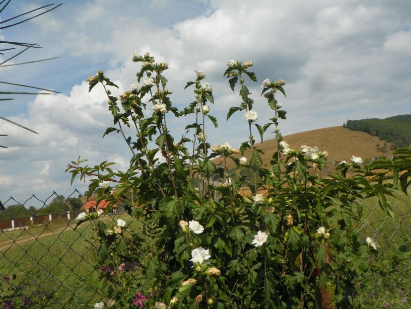 hibiscus syriacus Jeanne d'Arc - Dobarland 2019 4