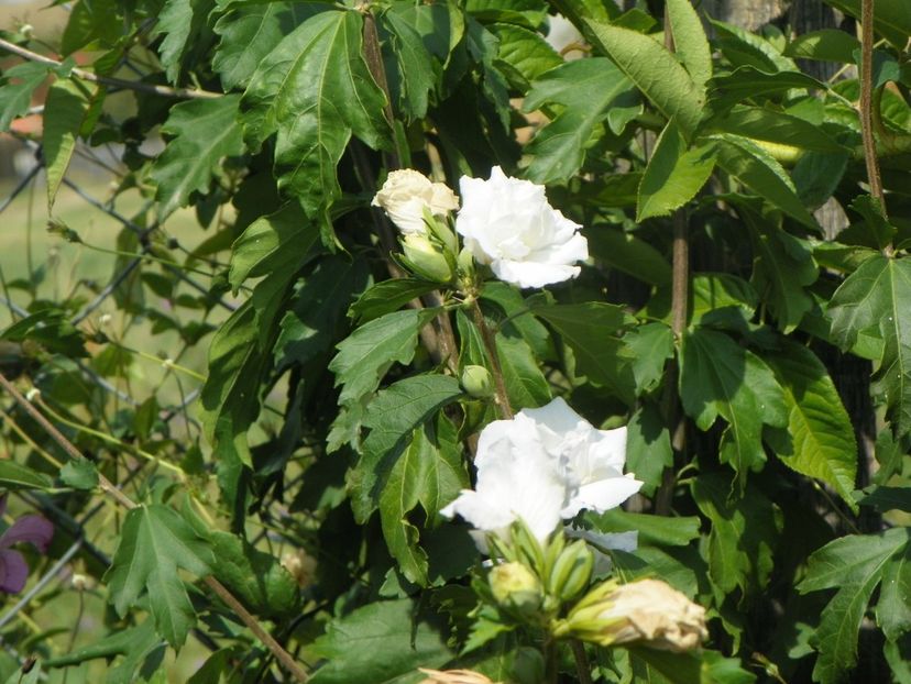 hibiscus syriacus Jeanne d'Arc - Dobarland 2019 4