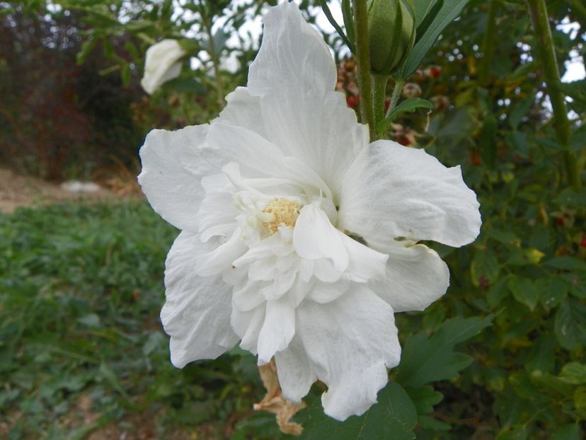 hibiscus syriacus White Chiffon - Dobarland 2019 4