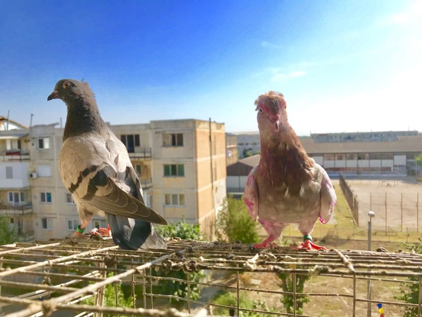 6A0A80B5-6A64-47E6-8B6F-69837E7443B8 - Pui Zburator Beograd