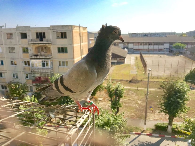 EA81FE1B-8C2D-4815-A378-4D891C43371D - Pui Zburator Beograd