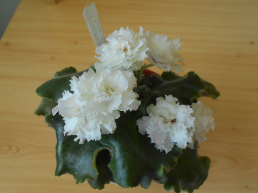  - EK Izumrudnoje Kruzevo