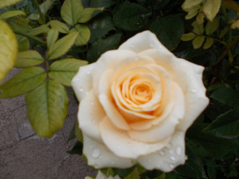  - Flori si trandafiri 2019c- 3