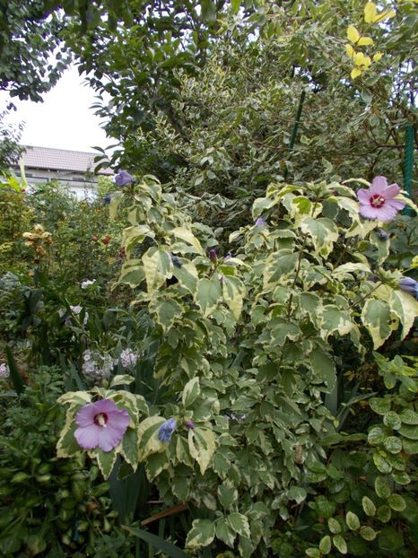  - Flori si trandafiri 2019c- 3