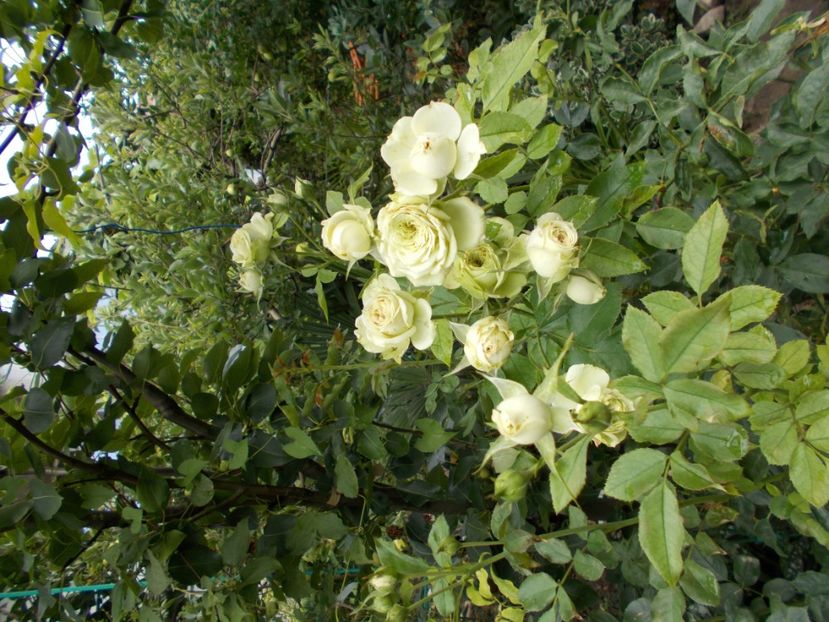  - Flori si trandafiri 2019c- 3