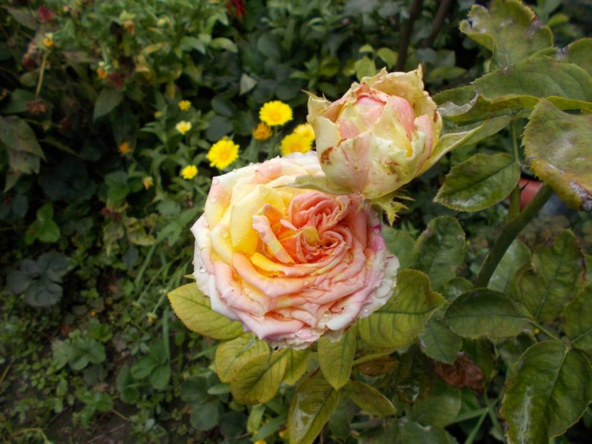  - Flori si trandafiri 2019c- 3