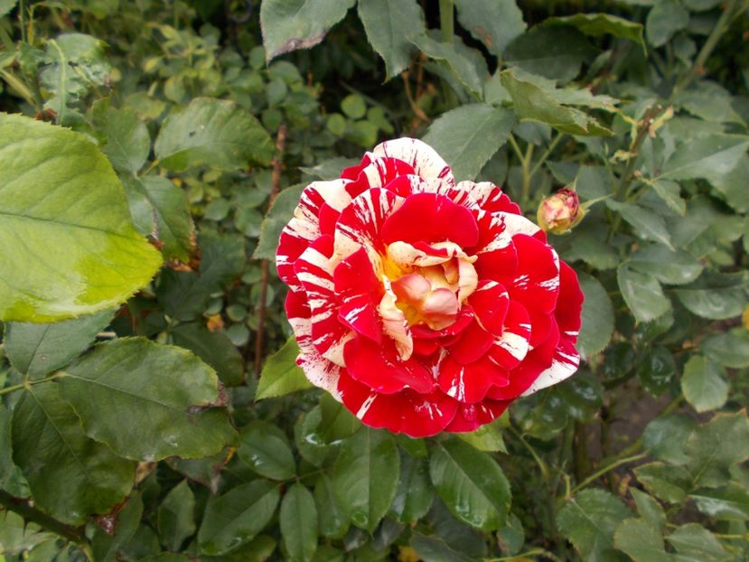  - Flori si trandafiri 2019c- 3