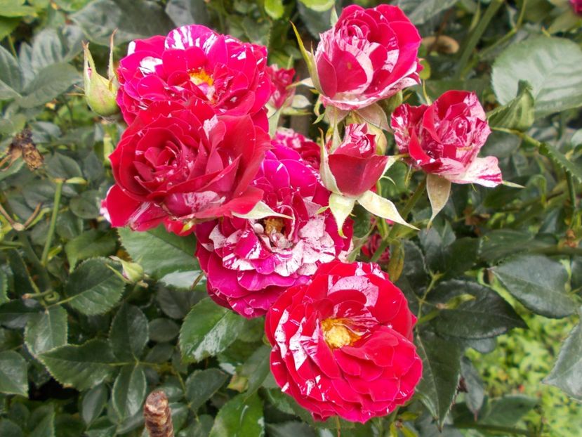  - Flori si trandafiri 2019c- 3