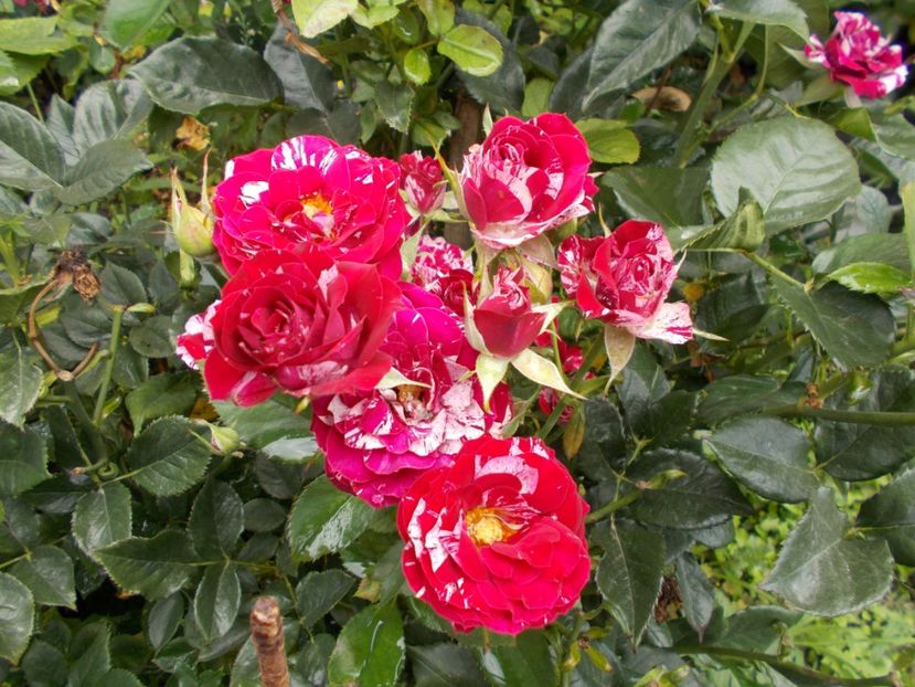  - Flori si trandafiri 2019c- 3