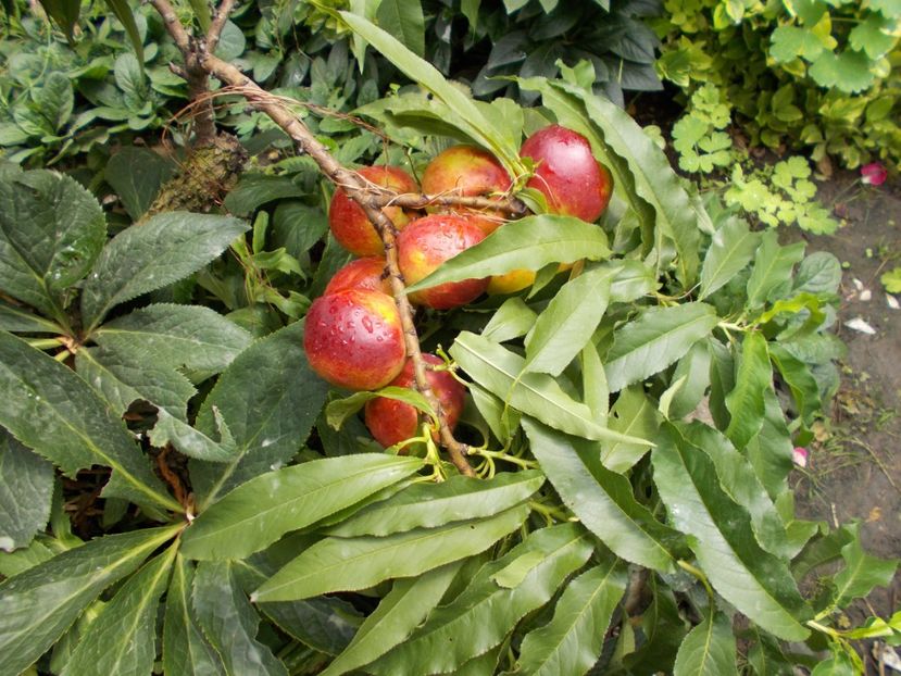  - Flori si trandafiri 2019c- 3