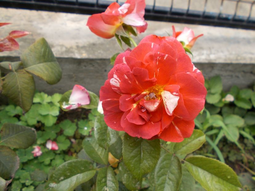  - Flori si trandafiri 2019c- 3