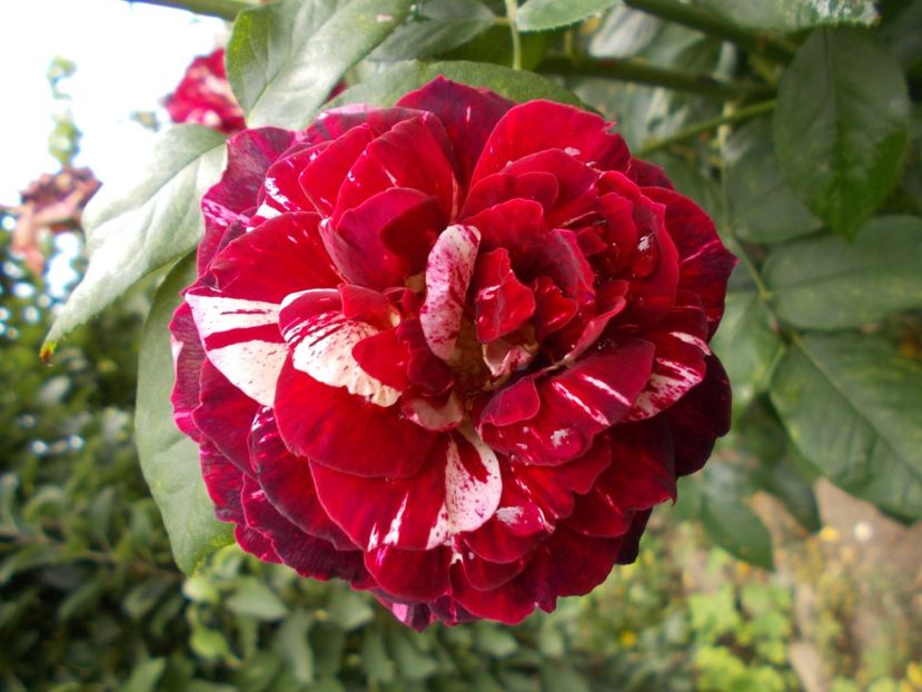  - Flori si trandafiri 2019c- 3