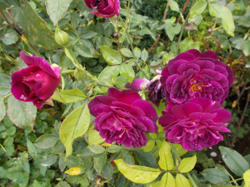  - Flori si trandafiri 2019c- 3