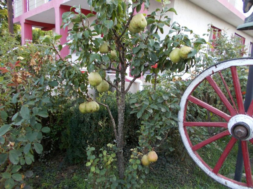  - pomi fructiferi 2013- 2019