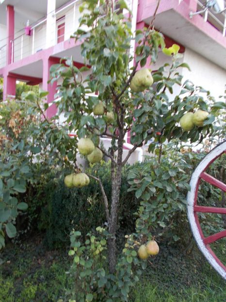  - pomi fructiferi 2013- 2019