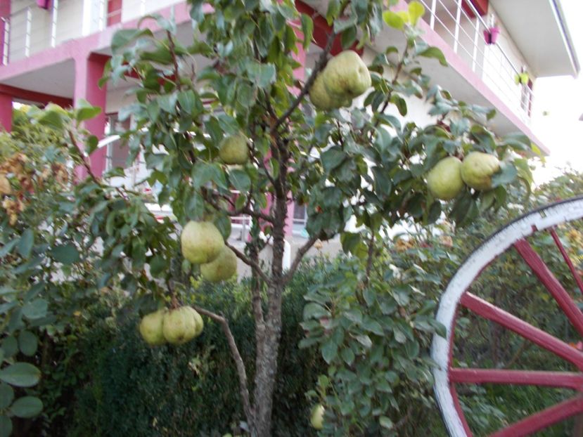  - pomi fructiferi 2013- 2019