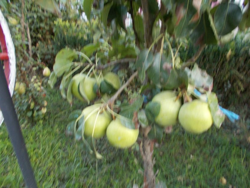  - pomi fructiferi 2013- 2019