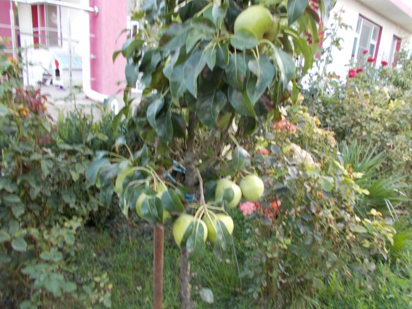  - pomi fructiferi 2013- 2019