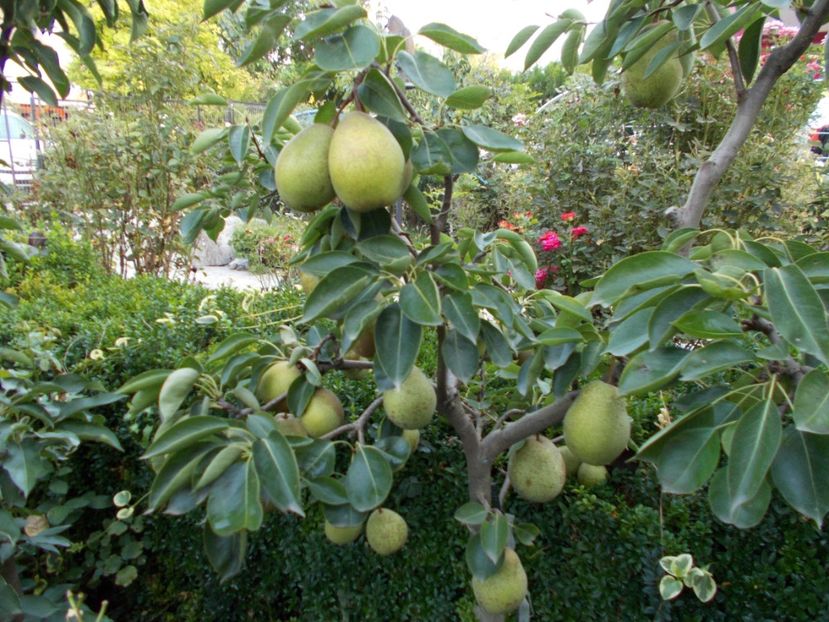  - pomi fructiferi 2013- 2019