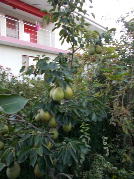  - pomi fructiferi 2013- 2019