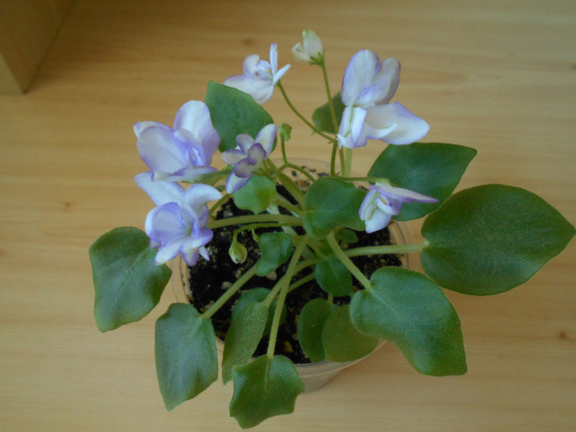 Rob s Humty Doo sport - 02___VIOLETE AFRICANE