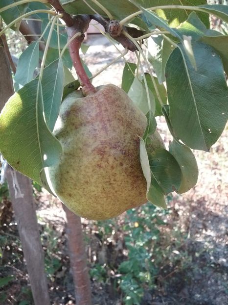  - Pomi de la nea Sorel
