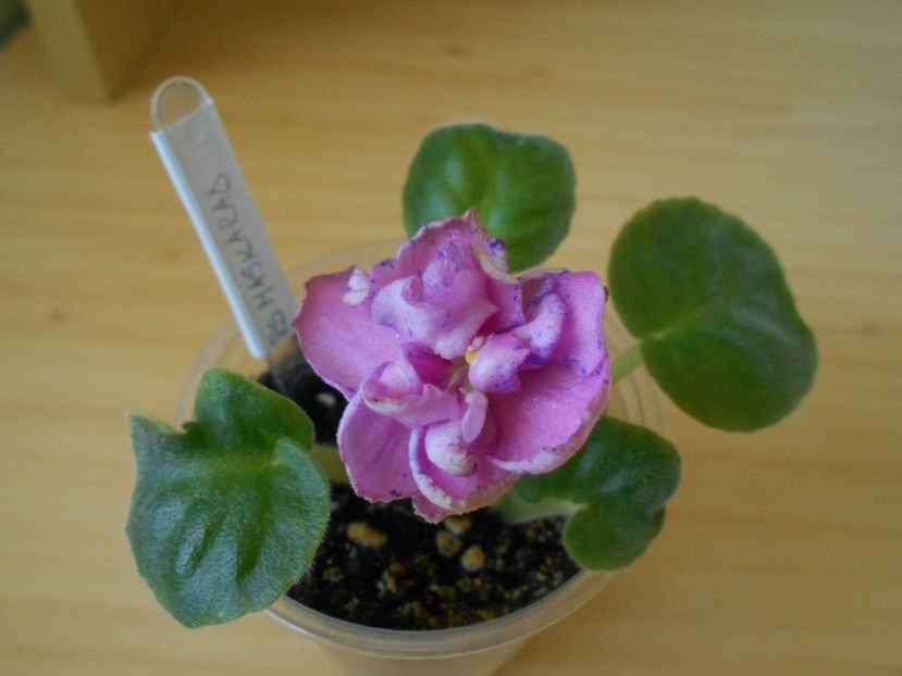 RS Maskarad - 02___VIOLETE AFRICANE