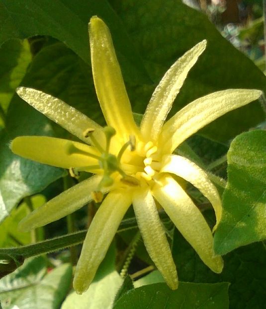 citrina - Passiflore 2019