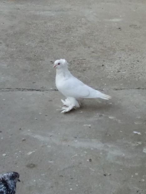 m 2018 - 03-- URIASI MAGHIARI