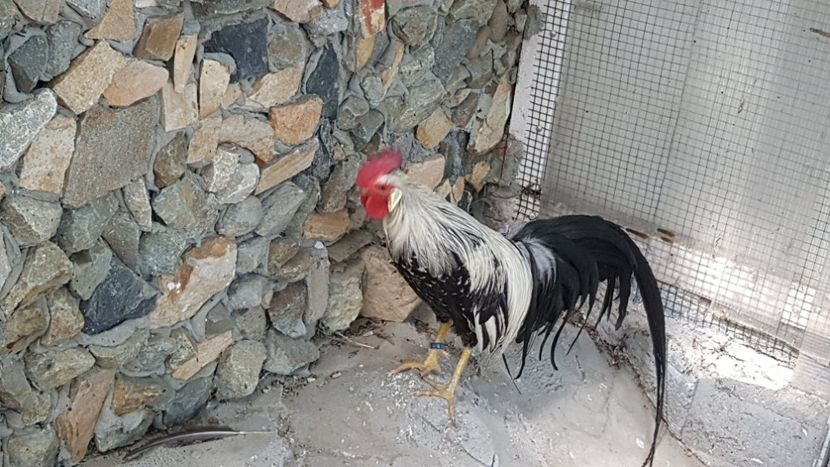 ONAGADOR 2018-SILVER - GAINI ORNAMENT