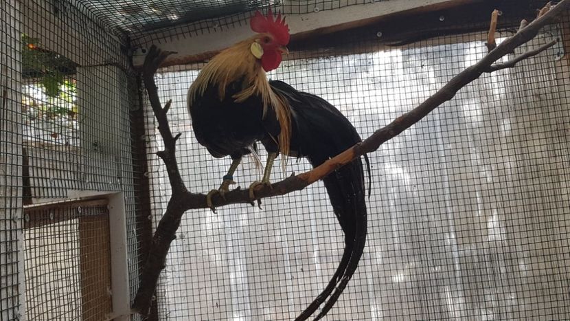 ONAGADOR 2018-POTIRNICHIU - GAINI ORNAMENT