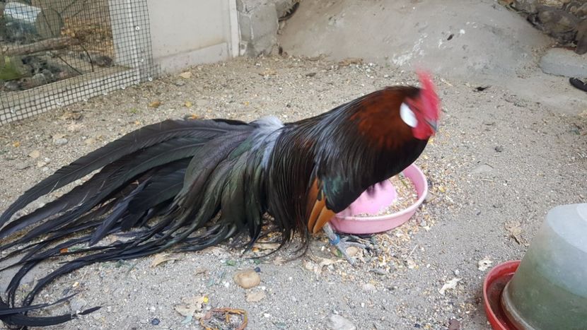 PHOENIX2018 - GAINI ORNAMENT