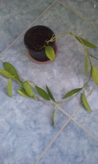  - Hoya Pubicalyx Black Dragon