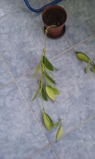  - Hoya Pubicalyx Black Dragon