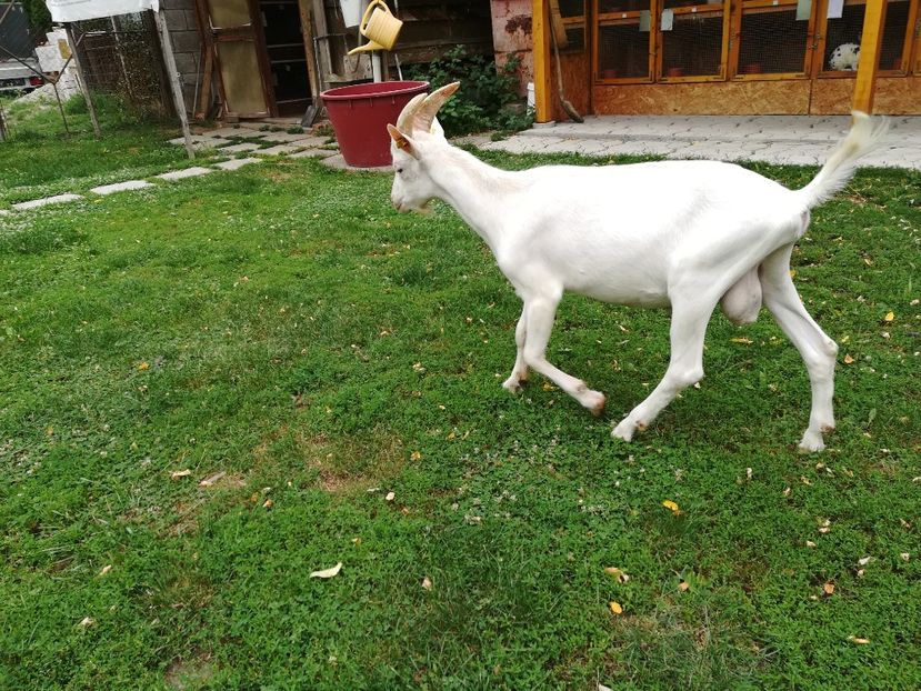 In 10.06.2018 am cumpărat acest exemplar,cu care o să lucrăm în următorii 3-4 ani. - TAPII MEI DE SAANEN