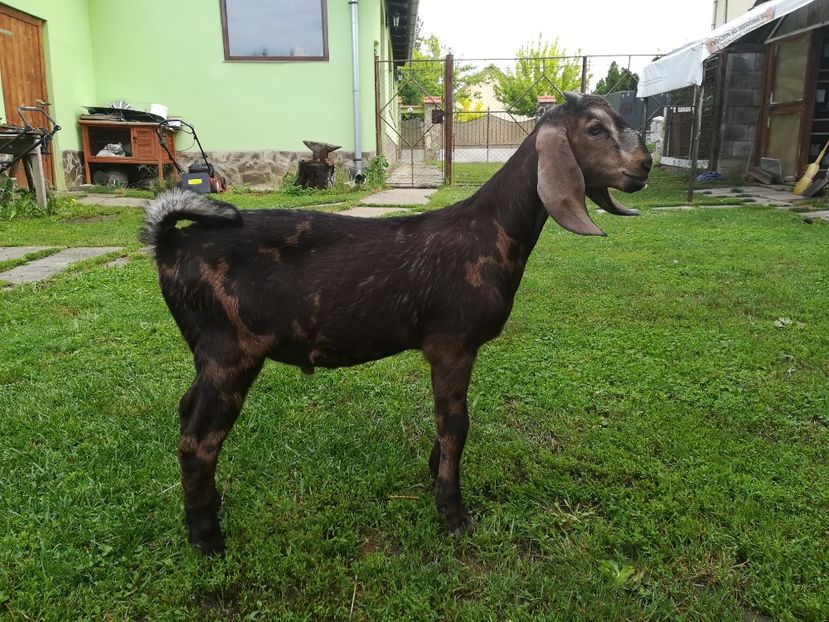  - Capre ANGLO NUBENE