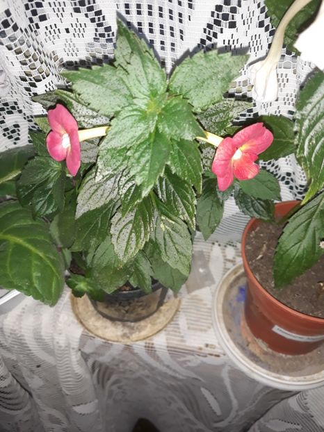 - Achimenes 2019