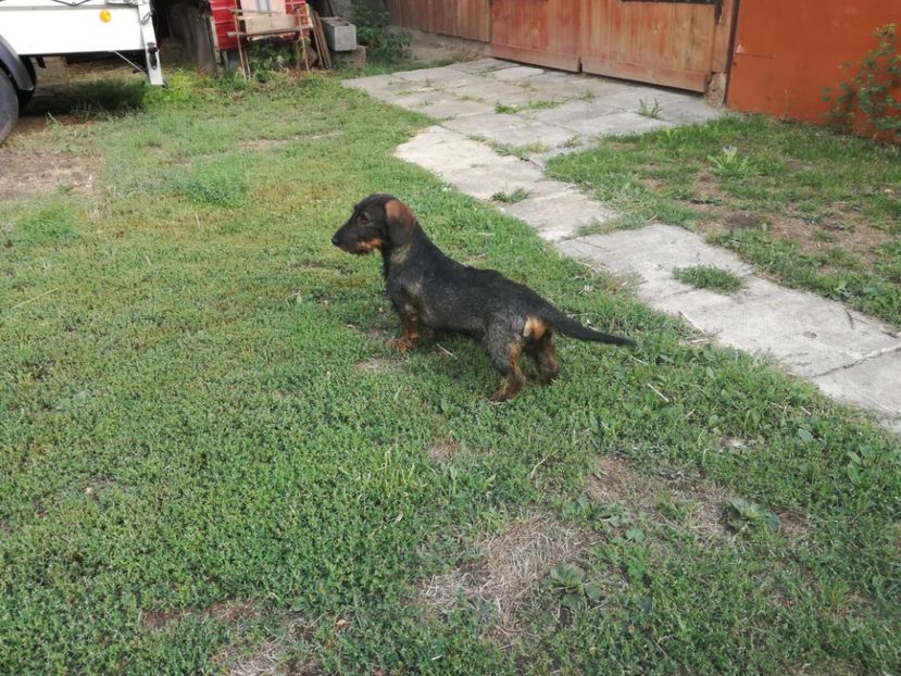  - CAINI TECKEL CU PAR SIRMOS- dachshund wire haired standard 2013