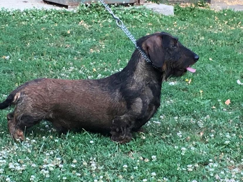 Aldon in 2019 - CAINI TECKEL CU PAR SIRMOS- dachshund wire haired standard 2013