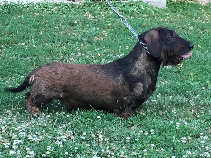 IMG-20190726-WA0011 - CAINI TECKEL CU PAR SIRMOS- dachshund wire haired standard 2013