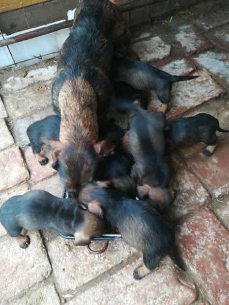  - CAINI TECKEL CU PAR SIRMOS- dachshund wire haired standard 2013