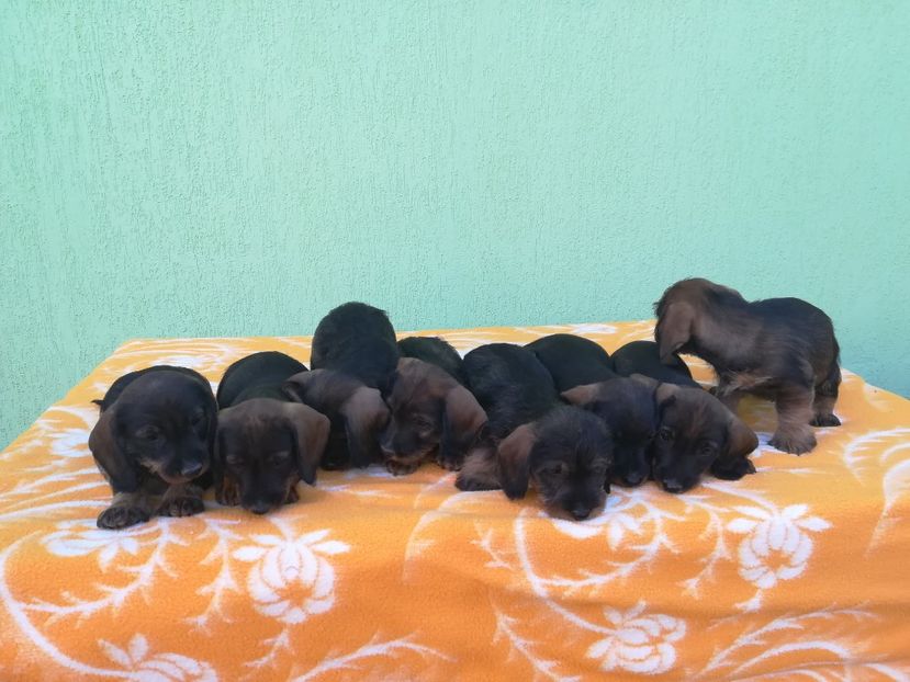 Facem poze - CAINI TECKEL CU PAR SIRMOS- dachshund wire haired standard 2013